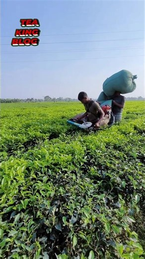 tea leaf cutting machine | tea plucking machine #tea #farmer #teatree #chaipatti