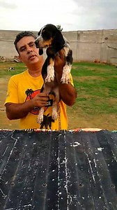 2.1K views · 90 reactions | Filhotes de azul de gascogne com Américano. R$700,00 Moro em itabatã extremo sul da Bahia na beira da BR 101. WhatsApp 073998010636 A cadela cruzou com o Azulão e com o carcará portanto não sei quem é o pai. | Mucuri hound | Facebook