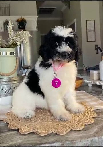 Aussiedoodles F1b! 8 weeks! Columbus, Tx 989-963-0307 www.oakridgeaussiedoodles.com