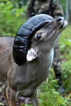 Nature’s Nightmare! Helping a Deer Escape a Giant Alien-Like Parasite