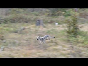Entire Wolf Pack Chases Down A Mature Whitetail Buck - Wisconsin