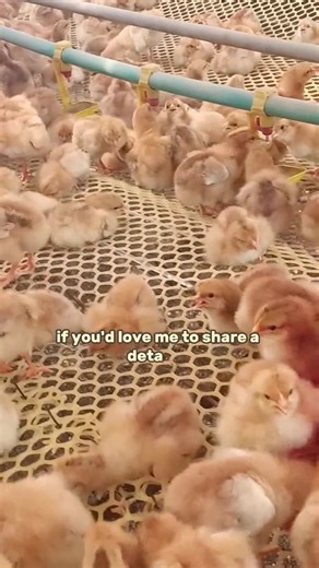 103K views · 2.2K reactions | Prevention & Natural Remedy For Newcastle Disease. #layerchicken #agriculture #broilerchickens #healthychicken #poultrytips #poultryfarming #farming #chicken #eggs | Poultry Tips | Facebook