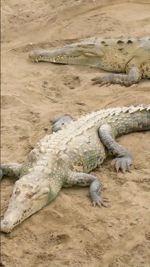 🐊 Do crocodiles really cry? 😳