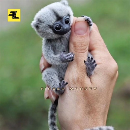 world smallest monkey 🐒 pygmy marmoset #factoholic #facts #animal #factoliked