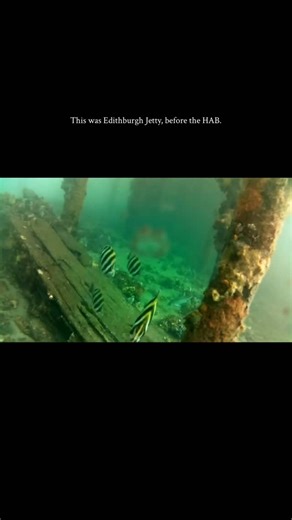 AusOcean on Instagram: "These clips show Edithburgh Jetty in 2024, before the harmful algal bloom. Clear visibility, active marine life, and a reef full of colour and movement. This is what a healthy system looks like. And why documenting the ocean matters. . . . . . . . . #EdithburghJetty #BeforeTheHAB #HealthyReef #OceanMonitoring #marinelife"