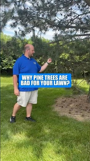 Why Pine Needles Are Bad for Your Lawn (And How to Fix It!) #shorts