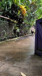 Adventures of Bramble. This cute baby dinosaur walks around all on his own. #dinomania #nramble | Dinomania