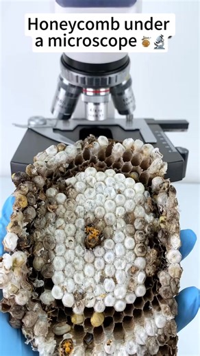 Honeycomb look cool at 400x magnification! #microscope #tiktok #foryou | Home Making II