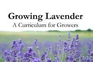 New lavender online course now available