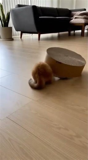 Wait… WHY Is the Box MOVING?! 😭📦🐱