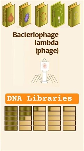 #bacteriophage #DNA #phage Bacteriophage as DNA Libraries