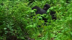 Meet Gorilla Game Changer Pelagie Mutuyimana, Gorilla Tracker at Karisoke Research Center. Pelagie started with the Fossey Fund as an intern in 2017 and was hired one year later as a tracker. Pelagie is one of only two female trackers at Karisoke! In addition to her work in the field, Pelagie is also studying to get her bachelor’s degree through support from the Fossey Fund. Her favorite gorillas are subadult male Ndizeye and silverback Segasira, both from Titus’s group. #gorillagamechangers The