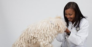 About Us - Rarebreed Veterinary Partners