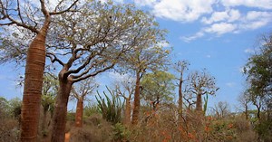 Mikeas: le peuple oublié de la forêt malgache, derniers chasseurs-cueilleurs de Madagascar