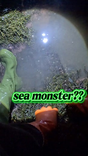 Bill Bishko on Instagram: "Saw a nice little Tommy cod picking wrinkles the other night. #seamonster #tommycod #periwinkles #tidalpools #Awesome #fish #Maine #AfterDark #downeast #followme #billbishko"