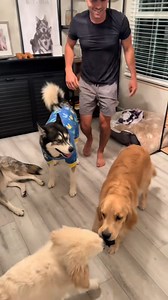 #dogsoftiktok #dogsoftiktokviral #husky #huskies #goldenretriever #goldenpuppy #puppy | Blue The Husky