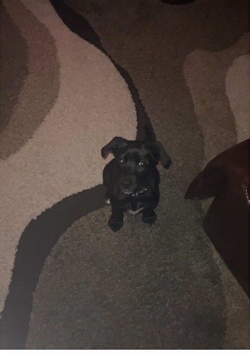 Nighttime Routine with Our New Puppy