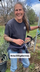 Getting trees planted shhh it’s a secret so stay tuned #trees #olivetree #citrustrees #intheground #planting #onamission #orchard | Lil Patch Of Heaven