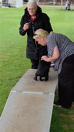 Little Poppy's (ROSLYNHAUS queen of spades)second show ❤️and received the best puppy in group class super proud of her thank you Ammie Lee for taking her out..❤️ | Roslynhaus Staffordshire Bull Terriers