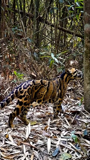 Clouded leopards really are stunning cats, very hard to see in the wild. The global population of the mainland clouded leopard (Neofelis nebulosa) is estimated to be between 3,700 and 5,580 mature individuals.[📸 Fauna & Flora and Wildlife Alliance]