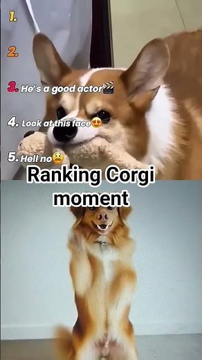 These Corgi Moments Are TOO FUNNY #funnydogs