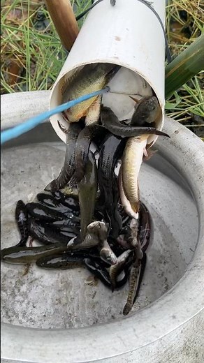 Amazing Fishing Catching video #viral #fishvideo #reels #fish #food #villagelife #fishing #natur