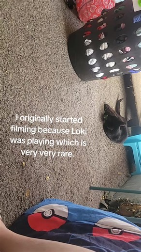 when cats playing turns into a life lesson 🤷‍♀️ easy as that 🤷‍♀️ | Cats Playing
