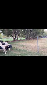 Top genetics, heavily pregnant dorper ewes for sale. Only 10 available @R4000 each. Brits,North West. 0716051946 | GA Livestock Trader