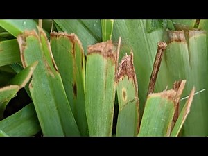 More St Augustine Grass Tips - LITERALLY - and Why Not To Be Too Concerned About It