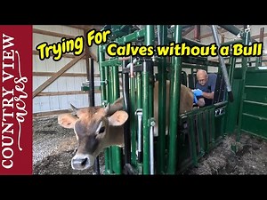 Starting Artificial Insemination on the Heifers. Modifying the barn for Easier Cattle Handling