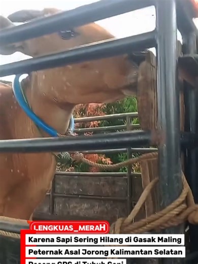 Karena Sapi Sering di Gasak Pencuri, Peternak Asal Kalimantan Selatan, Pasang GPS di tubuh Sapi