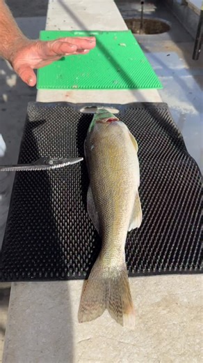 6K views · 97 reactions | Filleting fish every single day means you learn the tricks that actually make life easier.  Shelby Ross of Ross Outdoor Adventures breaks down why the Fillet Away Mat is his go to, especially when it comes to walleye. Clean cuts, no slip, and a whole lot less mess. Who else is rocking one of these on their fillet table? #WalleyeFishing #FishingTips #FilletAwayMat #OutdoorLife #FishingCommunity #CatchAndCook | Addicted Fishing | Facebook