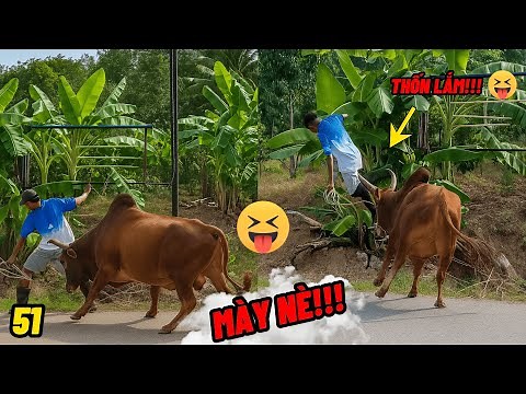 Tổng Hợp Các Video Hài Hước Cực Bựa Nhất Quả Đất - Phần 51 / Hài Thiệt Chứ