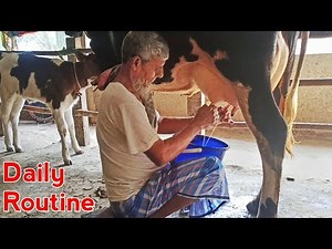Traditional Cow Milking by Hand in Bangladesh - Rural Farming Experience