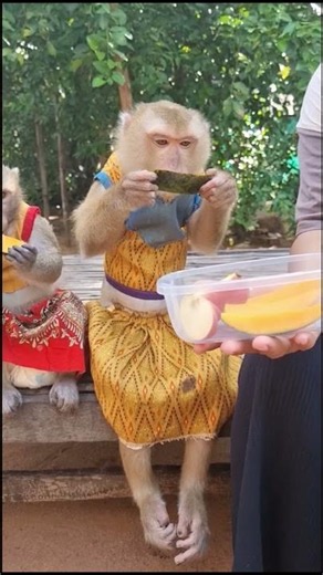Yaya and Shally Eat Yummy Fruits Together #animal #monkey #shally #cute #yaya #funny #babymonkey
