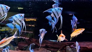 Love this tank, and loving these Blue Zebra Angels | Pier Aquatics