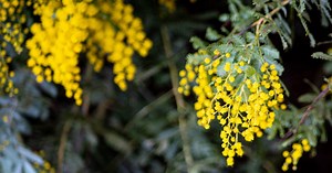 Comment planter, cultiver et entretenir un mimosa ?