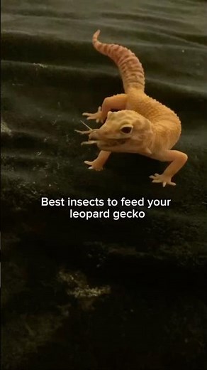 What do leopard geckos eat? #gecko #eat #care #cute #healthy #pets #adorable #like #fyp #subscribe