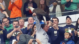 Bald eagle lands on two fans at football game
