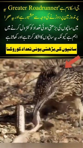 Roadrunner Bird 🐦 Fast Hunter That Eats Snakes#naturefacts#nature#wildlife #shorts#birds