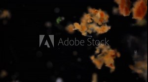 Study of Protozoa and Algae under the microscope for education.