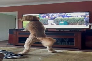 witziges Video 'Wo ist nur der Ball hin?' - FUNPOT