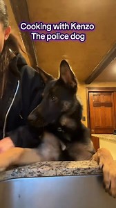 380K views · 10K reactions | Throw Away Dogs Project Kenzo continues to make me laugh on a daily basis as he learns the ropes on becoming a police dog! #ThrowAwayDogs #kenzo #k9intraining #cookingwithkenzo #nonprofitorganization | Throw Away Dogs Project | Facebook
