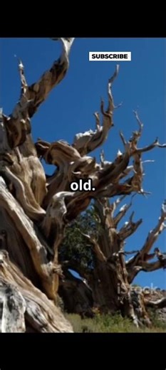 🌳 10 Amazing Facts About Trees 🍃