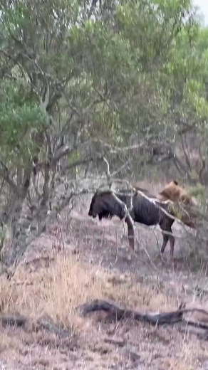 Lion Cubs Learning how to Kill for Food #videotiger | Jan July | Facebook