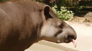 Видео. Предсказание тапира Клеопатры не сбылось - Аргентина проиграла