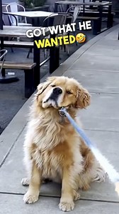 Someone get this dog some nachos already 🎥 (@pup.o.joe via TT) | Brennan Rogers