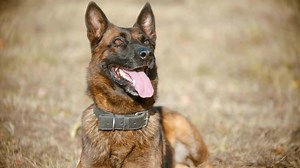 How to Care for a German Shepherd