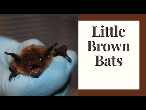 The Little Brown Bat