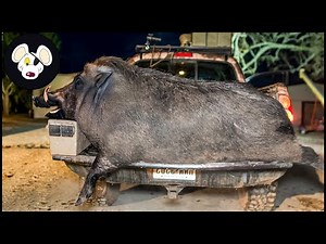 Wild Boar Hunting Chase Epic Moment – Exciting Chase And Perfect Shot!